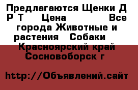 Предлагаются Щенки Д.Р.Т.  › Цена ­ 15 000 - Все города Животные и растения » Собаки   . Красноярский край,Сосновоборск г.